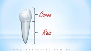 Fonte: https://orofacial.com.br/dentes/